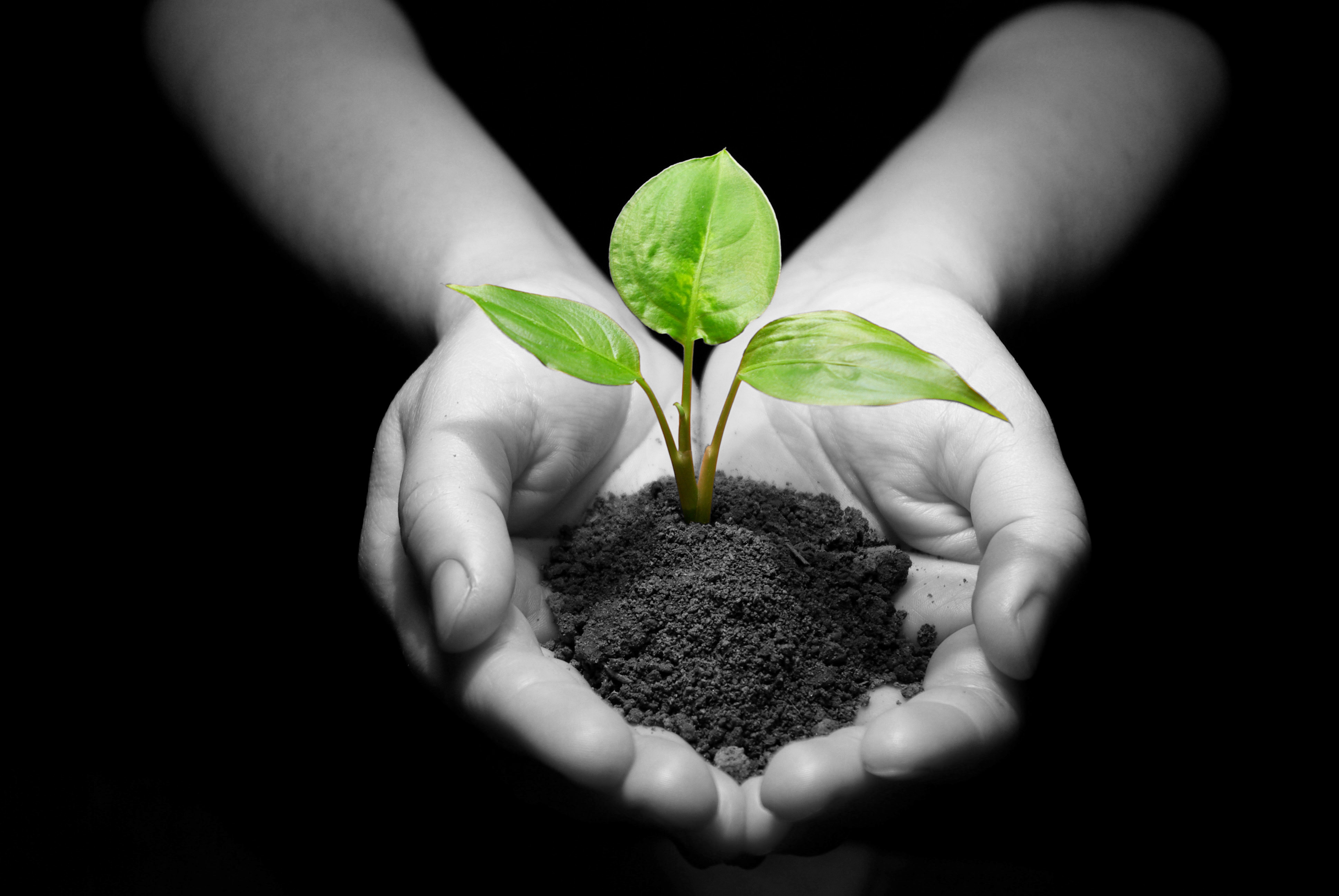 Рациональное использование экология. Растение в руках. Почва. Экология почвы. Росток в руках.